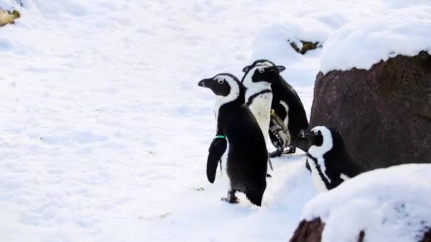 Kleine Grappige Pinguïns Staan Sneeuw — Stockvideo