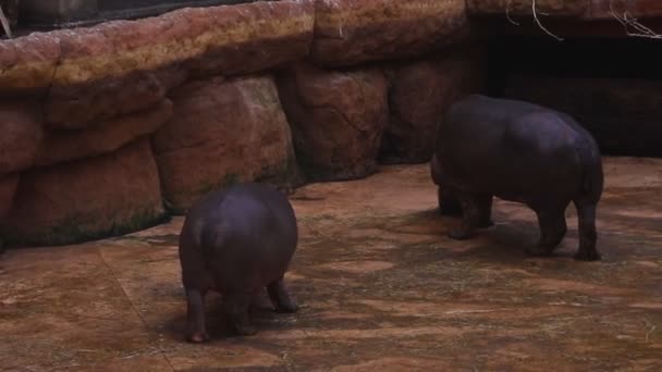 Close Hippos Eat Hay — Stock Video
