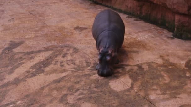 Una Vista Aérea Hipopótamo Caminando Sobre Una Baldosa Comiendo Heno — Vídeos de Stock