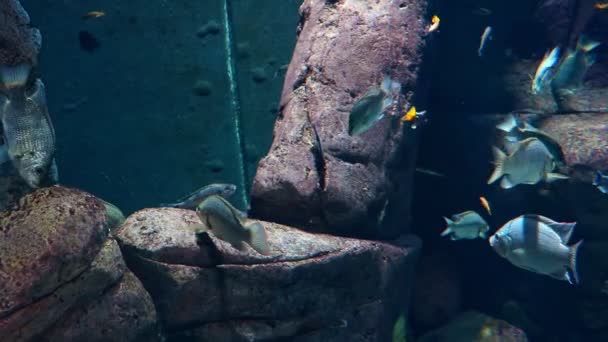 水族館では様々な種類の魚が泳ぐ — ストック動画