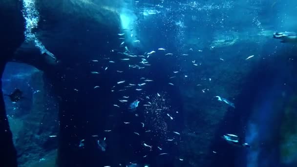 Penguins Swim Water Eat Fish — Stock Video