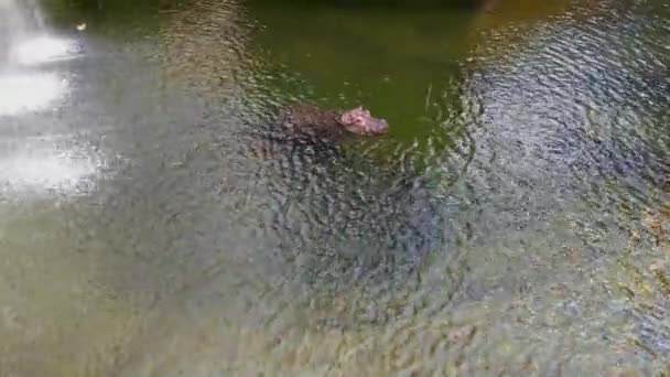 Adult Hippopotamus Swims Water — Stock Video