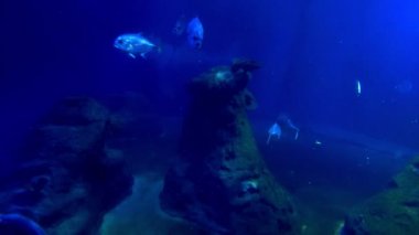 Büyük bir akvaryumda balıklar yavaşça yüzer..