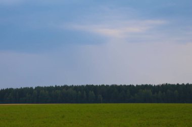 Kırsal kesimdeki güzel bir orman manzarası.