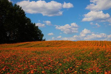 Çiçek açan takvim alanının manzarası. Tıpta kullanılan yararlı bir bitki.