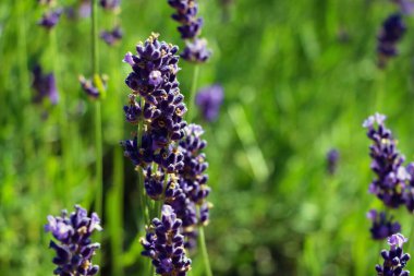 Güneşli bir günde yazın açan lavanta çiçeğinin yakın çekimi