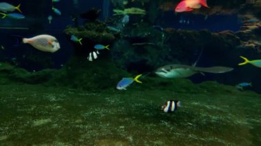 Farklı renkte balıklar suda yüzer. İğne vatoz yüzüyor..