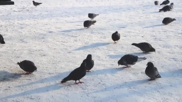 ピジョンは雪の中に座って食べ物を食べる — ストック動画