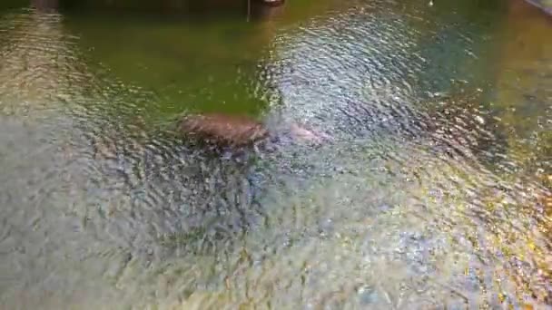Top View Hippopotamus Swims Water — Stock Video
