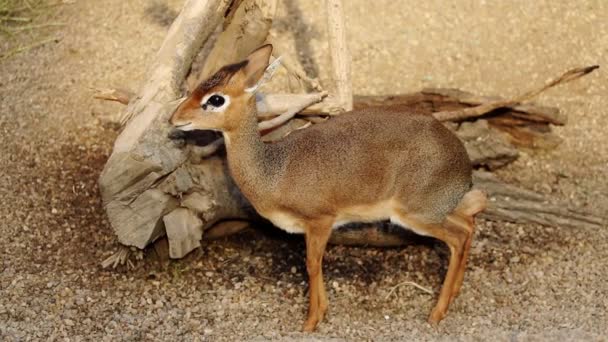 Close Small Antelopes Dik Dik Madoqua — Stock Video