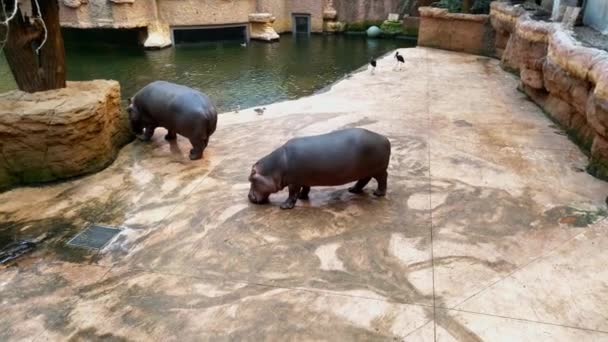 Flusspferde Suchen Nahrung Auf Einer Fliese — Stockvideo