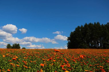 Yazın ya da ilkbaharda çiçek açan parlak portakal tarlası