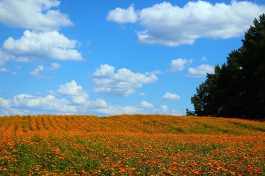 Yazın ya da ilkbaharda çiçek açan parlak portakal tarlası