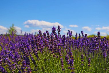 Parlak, kokulu lavanta tarlaları güneşli bir günde çiçek açar.