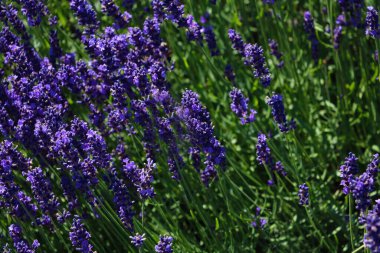 Güneşli bir yaz gününde çiçek açan lavanta. İlaç ve parfümeride kullanılır.