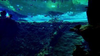 Koyu mavi suda çeşitli balıklar yüzer..