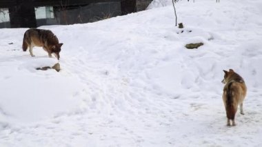 Yetişkin bir kurt bölgesini işaretler..
