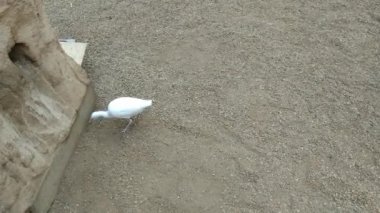 Böcek arayan beyaz bir kuşa yakın çekim.