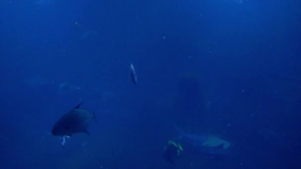Koyu Mavi Suda Çeşitli Balıklar Yüzer — Stok video