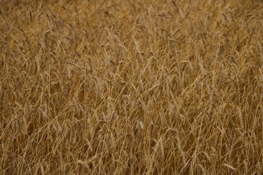 Sarı buğday tarlasına yakın.