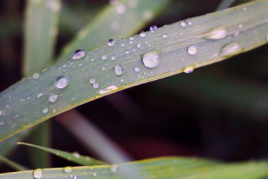 Yağmurdan sonra çimenlere su damlıyor.