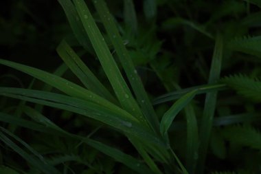 Yağmurdan sonra çimenlere su damlıyor.