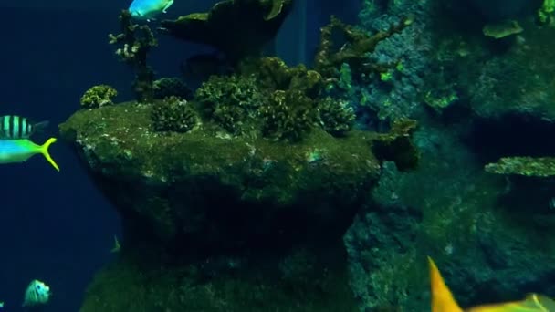 Bellissimi Pesci Colorati Nuotano Grande Acquario — Video Stock