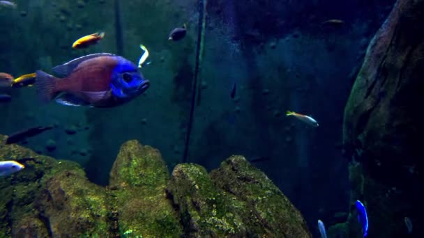 Prachtige Kleurrijke Vissen Zwemmen Een Groot Aquarium — Stockvideo