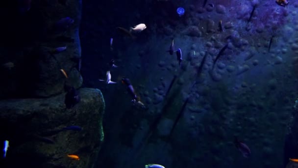 五彩斑斓的鱼在黑暗的水里游泳 — 图库视频影像