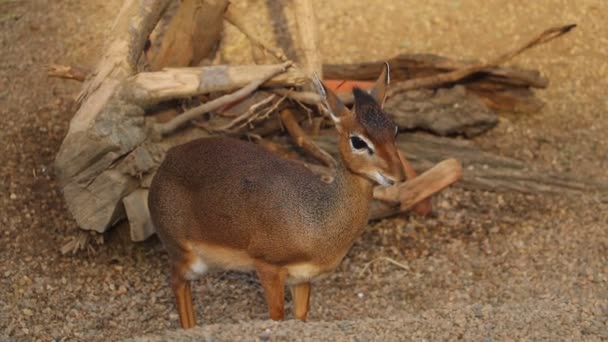 Närbild Små Antiloper Dik Dik Madoqua — Stockvideo