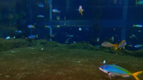 Όμορφα Μικρά Πολύχρωμα Ψάρια Κολυμπούν Ένα Μεγάλο Ενυδρείο — Αρχείο Βίντεο
