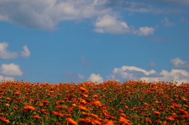 Baharda çiçek açan portakal tarlası