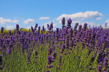 Parlak, kokulu lavanta tarlaları güneşli bir günde çiçek açar.