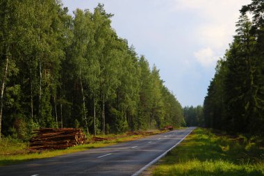 Wet road after rain along the green forest