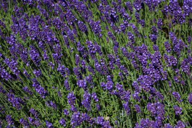 Beautiful fragrant lavender blooms in summer or spring