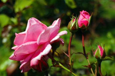 Çiçekli bahçe tomurcukları güneşli bir günde