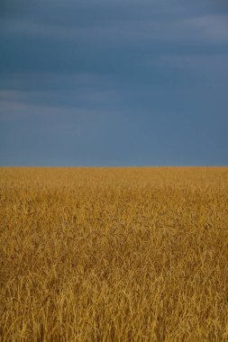 Kırsaldaki sarı buğday tarlası. Hasat et.