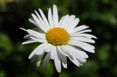 Bahçedeki beyaz bir papatya çiçeğine yakından bak..