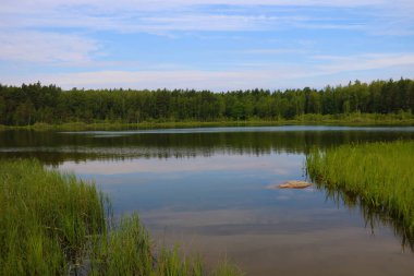 Bir yaz günü ormanda küçük bir göl manzarası..