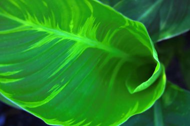 Arka plan için tropikal ormandaki yeşil yaprak dokusunu kapat