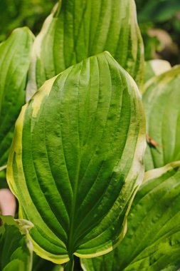 Arka plan için tropikal ormandaki yeşil yaprak dokusunu kapat