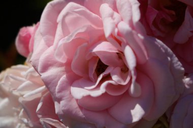 Bahçede çiçek açan güzel bir gül manzarası