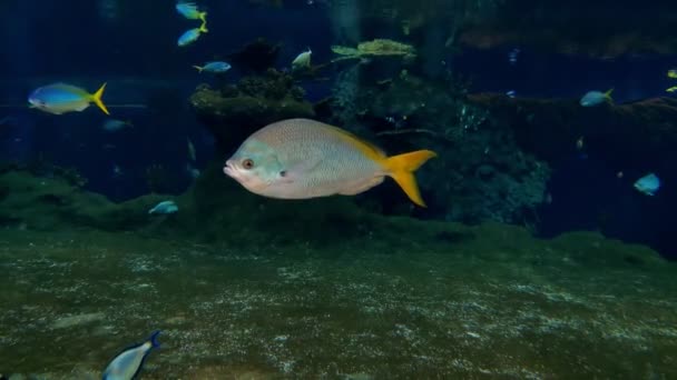 Υποβρύχια Κάμερα Άποψη Των Μικρών Ψαριών Στον Ωκεανό — Αρχείο Βίντεο
