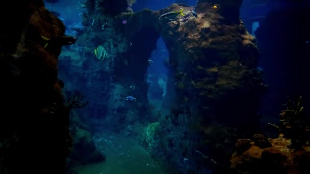 Вид Подводной Камеры Мелких Рыбок Океане — стоковое видео
