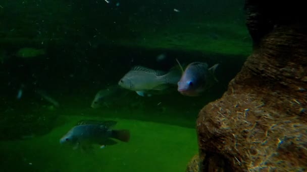 Los Peces Grandes Nadan Agua Oscura Fangosa — Vídeos de Stock