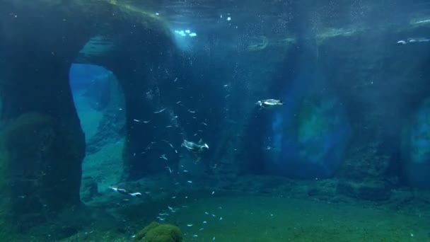 时间过去了企鹅很快就会在水里吃鱼 — 图库视频影像
