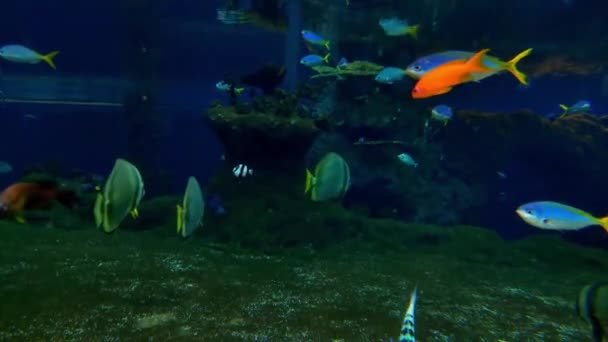 Krásné Mnohobarevné Ryby Plavou Vodě — Stock video