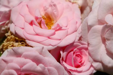 Bahçede tomurcuklanan güller ya da baharda parklar