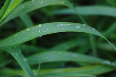Yeşil çimenlere çiy ya da su damlaları