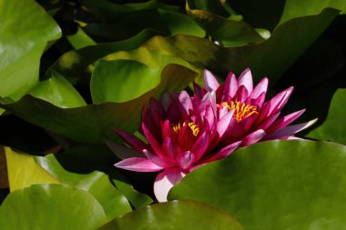 İlkbaharda suda açan güzel zambaklar.